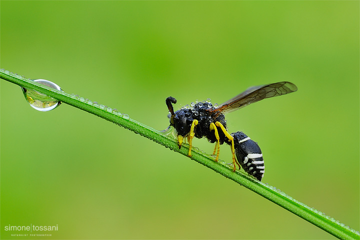 Vespidae Eumeninae a strisce bianche :  cfr.Odynerus sp., maschio